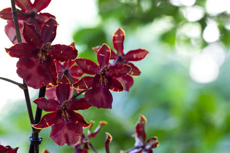 orchid flowerの写真素材