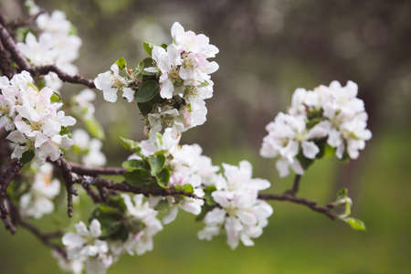 apple tree in bloomの写真素材