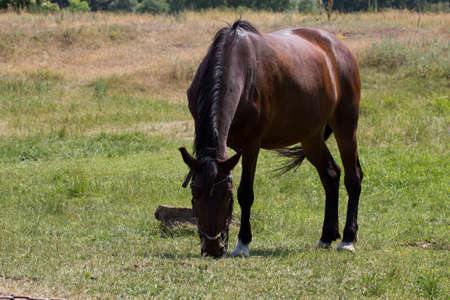 horse on pastureの写真素材
