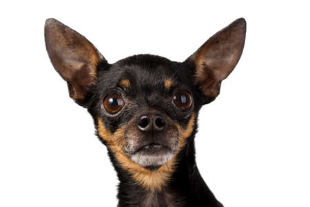 toy terrier miniの写真素材