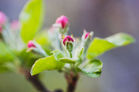 spring flowers