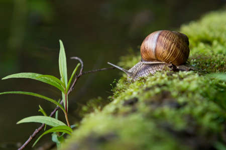 snail in the natural environmentの写真素材