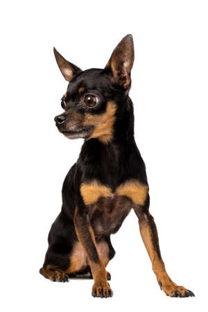 pocket dogの写真素材