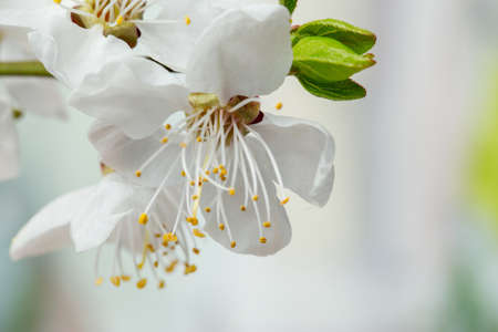 spring flowers