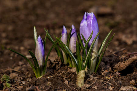 spring flowersの写真素材