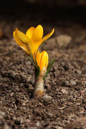 spring flowers