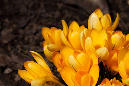 spring flowers