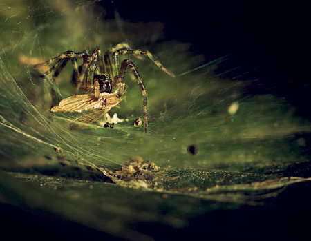spider eatingの写真素材