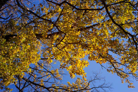 yellow oak leaves against the blue sky