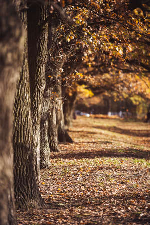 landscape old oak alley in autumn colorsの写真素材