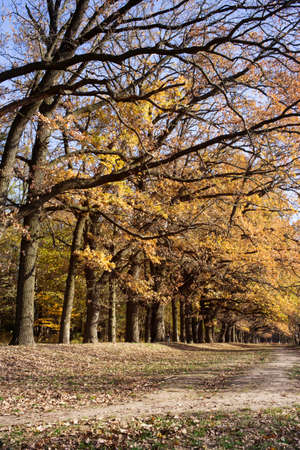 landscape old oak alley in autumn colorsの写真素材