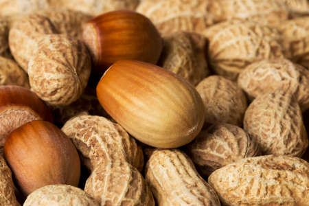 hazelnuts in shell lies on the background of peanutsの写真素材