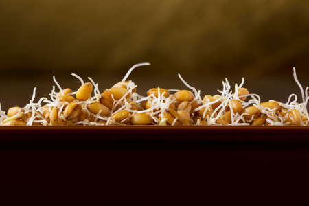 a small handful of sprouted wheat grainsの写真素材