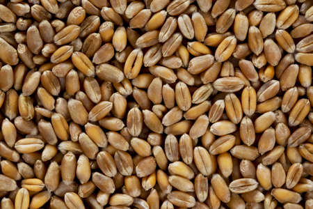 a solid background from grains of wheatの写真素材
