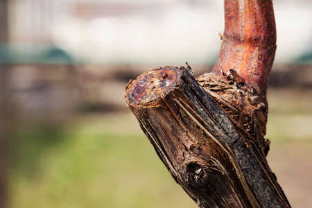 the grapevine with a cut branchesの写真素材