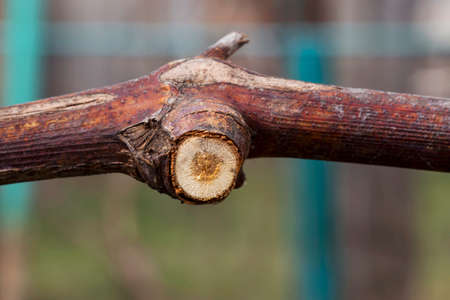 the grapevine with a cut branchesの写真素材