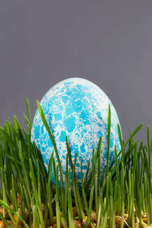 colored Easter egg in a green grass