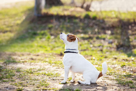 Jack Russell terrier dog is sitting on a groundの写真素材