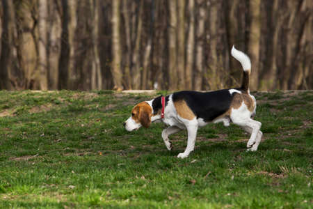 the dog breed beagle looking for a trail
