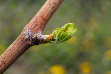 young sprout of grapes on a blurred background