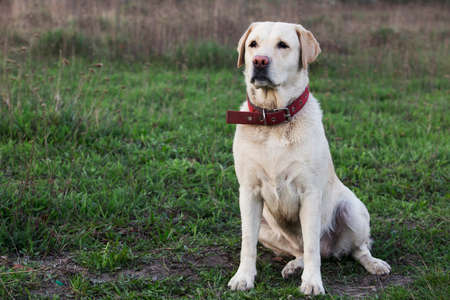the dog breed Labrador on a green grass