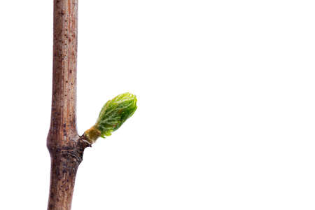 young sprout of grapes on a white backgroundの写真素材
