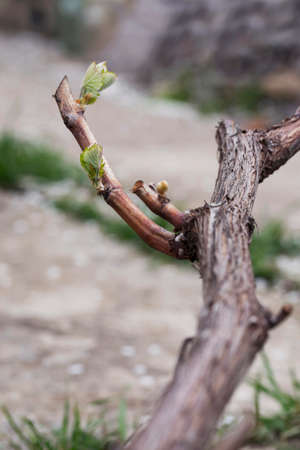 young sprout of grapes on a blurred backgroundの写真素材