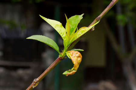 disease on the leaves of a fruit treeの写真素材