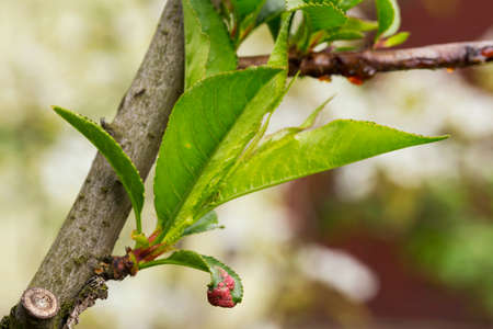 disease on the leaves of a fruit tree