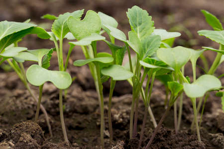the green sprout cabbage in a soilの写真素材