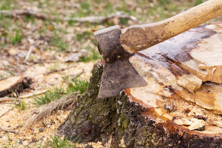 the axe stuck in a tree stumpの写真素材