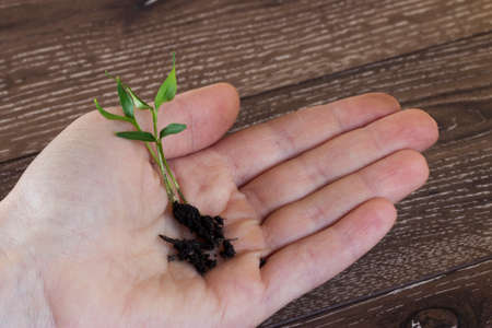 the green sprout in hand on a wooden background