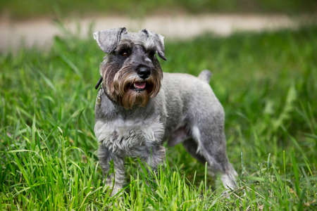 the dog breed miniature schnauzer on a green grassの写真素材