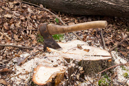 the ax stuck in a tree stumpの写真素材