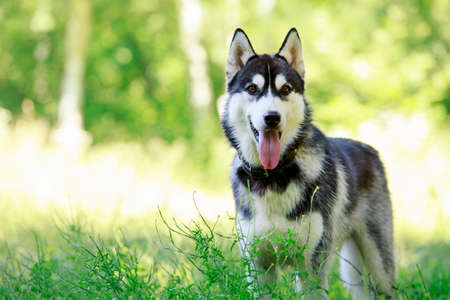 the dog breed Siberian Husky is standing in a green grassの写真素材