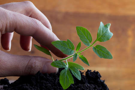 the sprout of tomato in a hand