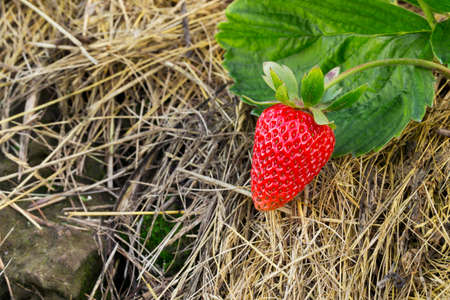 Red ripe strawberries is on the strawの写真素材