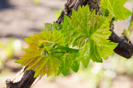 young sprout of grapes on a blurred backgroundの写真素材