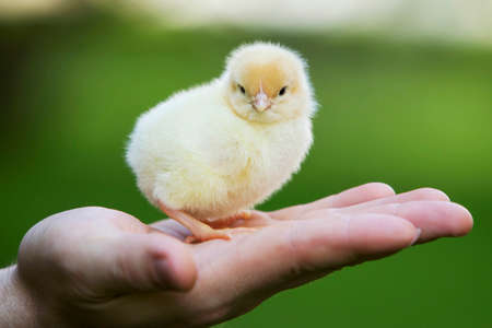 the little yellow chick in human handsの写真素材