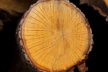 the background of a texture wood materials