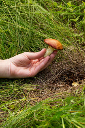 the edible mushrooms in the hands of manの写真素材
