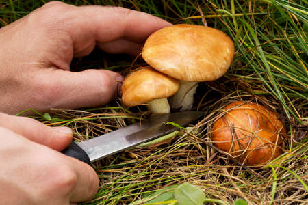 the edible mushrooms in the hands of manの写真素材