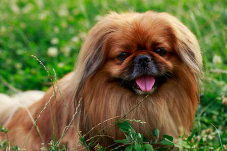 dog breed Pekingese on a green grassの写真素材