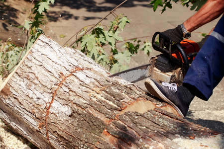 chainsaw in a hand of the lumberjack
