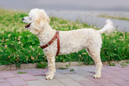 the dog breed Poodle is walking outdoorsの写真素材
