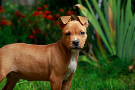 puppy breed American Staffordshire Terrier on a green grass