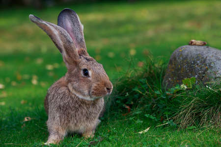 the gray rabbit on a green grassの写真素材