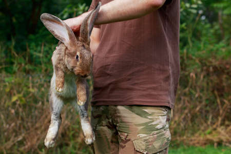 the man is holding in hands a gray rabbitの写真素材