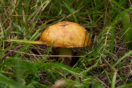 the edible mushrooms in a green grass