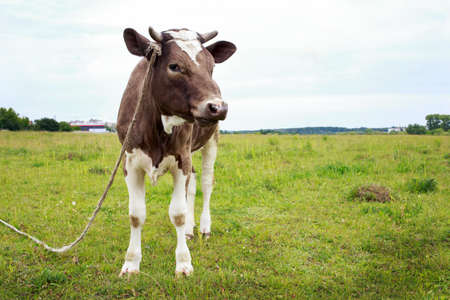 the cow grazes on a green meadowの写真素材